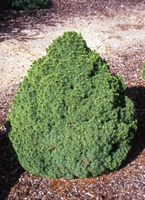 Picea Glauca 'alberta Globe'