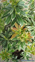 Pieris Japonica 'variegata' (rotsheide) 20/25 Cm.