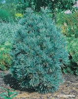 Pinus Cembra 'glauca'