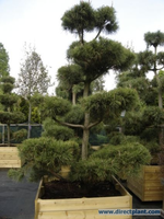 Pinus Contorta (den Als Bonsai) 200/250 Cm