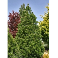 Pinus Leucodermis 'green Giant' Maat 50 55