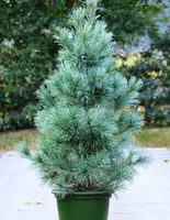 Pinus Monticola 'ammerland'