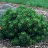 Pinus Nigra 'helga'