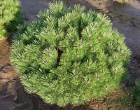 Pinus Nigra 'nana'