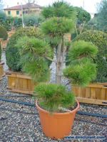 Pinus Nigra Nigra (den Als Bonsai) 150/175 Cm