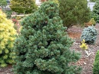 Pinus Parv. 'negishi'