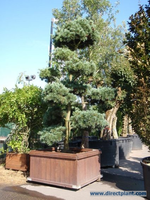 Pinus Parviflora 'glauca' (blauwe Den Als Bonsai) 300/350 Cm