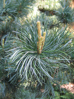 Pinus Parviflora 'glauca'