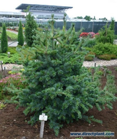 Pinus Parviflora 'glauca' (pinus)