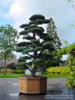 Pinus Penthaphylla (den Als Bonsai) 150/175 Cm