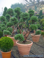 Pinus Sylvestris 'watererii' (grove Den Als Bonsai) 125/150 Cm