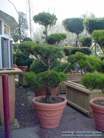 Pinus Sylvestris (grove Den Als Bonsai) 175/200 Cm