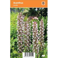 Akant (acanthus Mollis) Zomerbloeier   12 Stuks