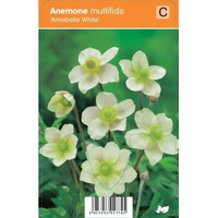Anemoon (anemone Multifida 