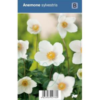 Anemoon (anemone Sylvestris) Schaduwplant   12 Stuks