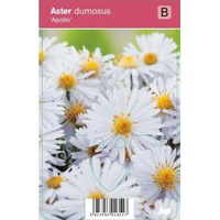Aster (aster Dumosus 