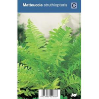 Bekervaren (matteuccia Struthiopteris) Schaduwplant   12 Stuks