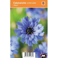 Blauwe Strobloem (catananche Caerulea 