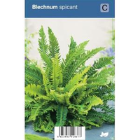 Dubbelloof (blechnum Spicant) Schaduwplant   12 Stuks
