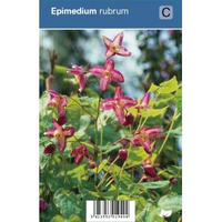 Elfenbloem (epimedium Rubrum) Schaduwplant   12 Stuks