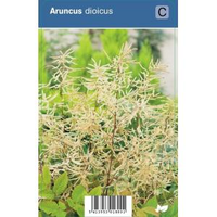 Geitenbaard (aruncus Dioicus) Schaduwplant   12 Stuks