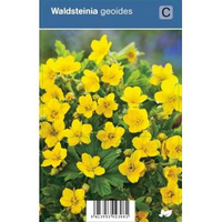 Gele Aardbei (waldsteinia Geoides) Schaduwplant   12 Stuks