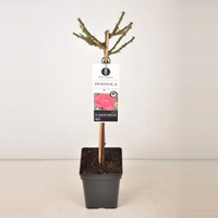 Grootbloemige Roos Op Stam 50 Cm (rosa 