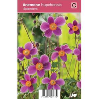 Herfstanemoon (anemone Hupehensis 