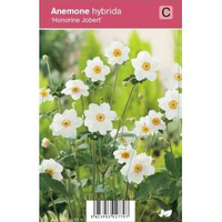 Herfstanemoon (anemone Hybrida 