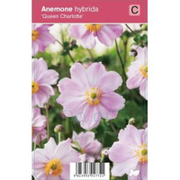 Herfstanemoon (anemone Hybrida 