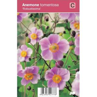 Herfstanemoon (anemone Tomentosa 