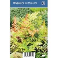 Herfstvaren (dryopteris Erythrosora) Schaduwplant   12 Stuks