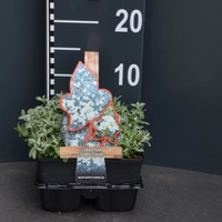 Plantenwinkel.Nl Hoornbloem (cerastium Tomentosum) Bodembedekker   3 Stuks