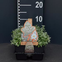 Plantenwinkel.Nl Hoornbloem (cerastium Tomentosum) Bodembedekker   6 Pack   2 Stuks