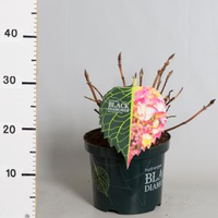 Hydrangea Macrophylla 