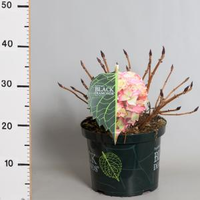 Hydrangea Macrophylla 
