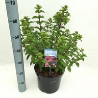 Hydrangea Paniculata 
