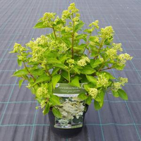 Plantenwinkel.Nl Hydrangea Paniculata 