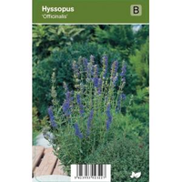 Hyssop (hyssopus Officinalis) Kruiden   12 Stuks