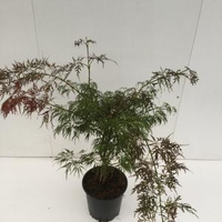 Japanse Esdoorn (acer Palmatum 