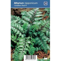 Japanse Regenboog (athyrium Nipponicum “urselers Red®”) Schaduwplant   12 Stuks