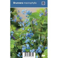 Kaukasisch Vergeet Mij Nietje (brunnera Macrophylla) Schaduwplant   12 Stuks