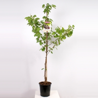 Kersenboom (prunus Avium 
