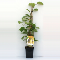 Plantenwinkel.Nl Kiwi (actinidia Chinensis 