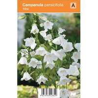 Klokjesbloem (campanula Persicifolia 