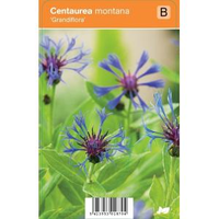 Korenbloem (centaurea Montana 