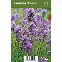 Lavendel (lavandula Officinalis) Kruiden   12 Stuks
