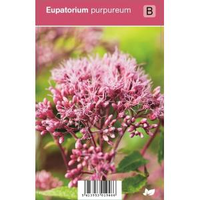 Leverkruid (eupatorium Purpureum) Najaarsbloeier   12 Stuks