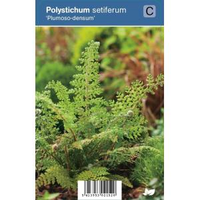 Naaldvaren (polystichum Setiferum 