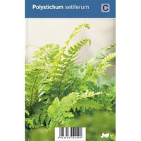 Naaldvaren (polystichum Setiferum) Schaduwplant   12 Stuks
